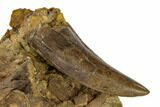 Serrated, Tyrannosaur Tooth In Rock With Bones - Montana #113348-1